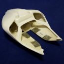 Ducati Panigale 1299 ab 2015 Sebimoto Höcker offen 1 teilig für Originalsitz - Tailsection open 1 part for original seat
